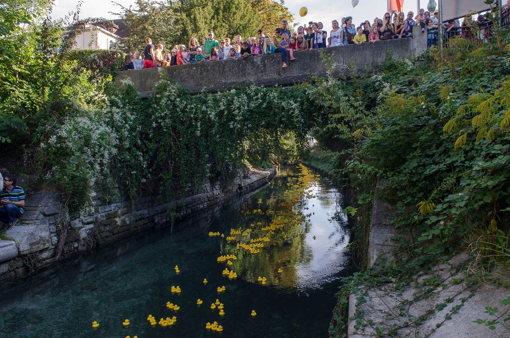 Das große Konstanzer Entenrennen 2019